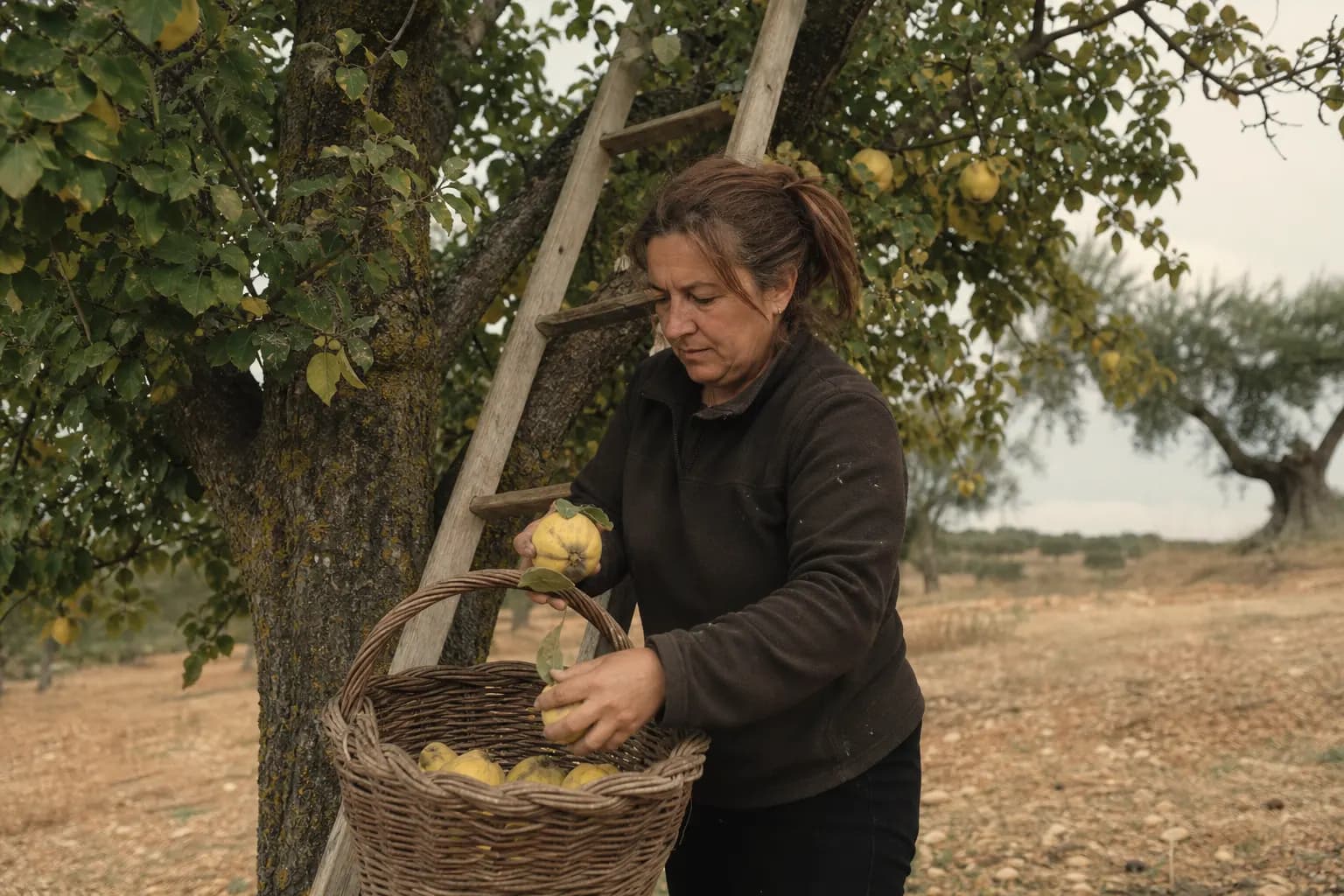 Gema Carrasco picks quinces from the trees at the field edge in October