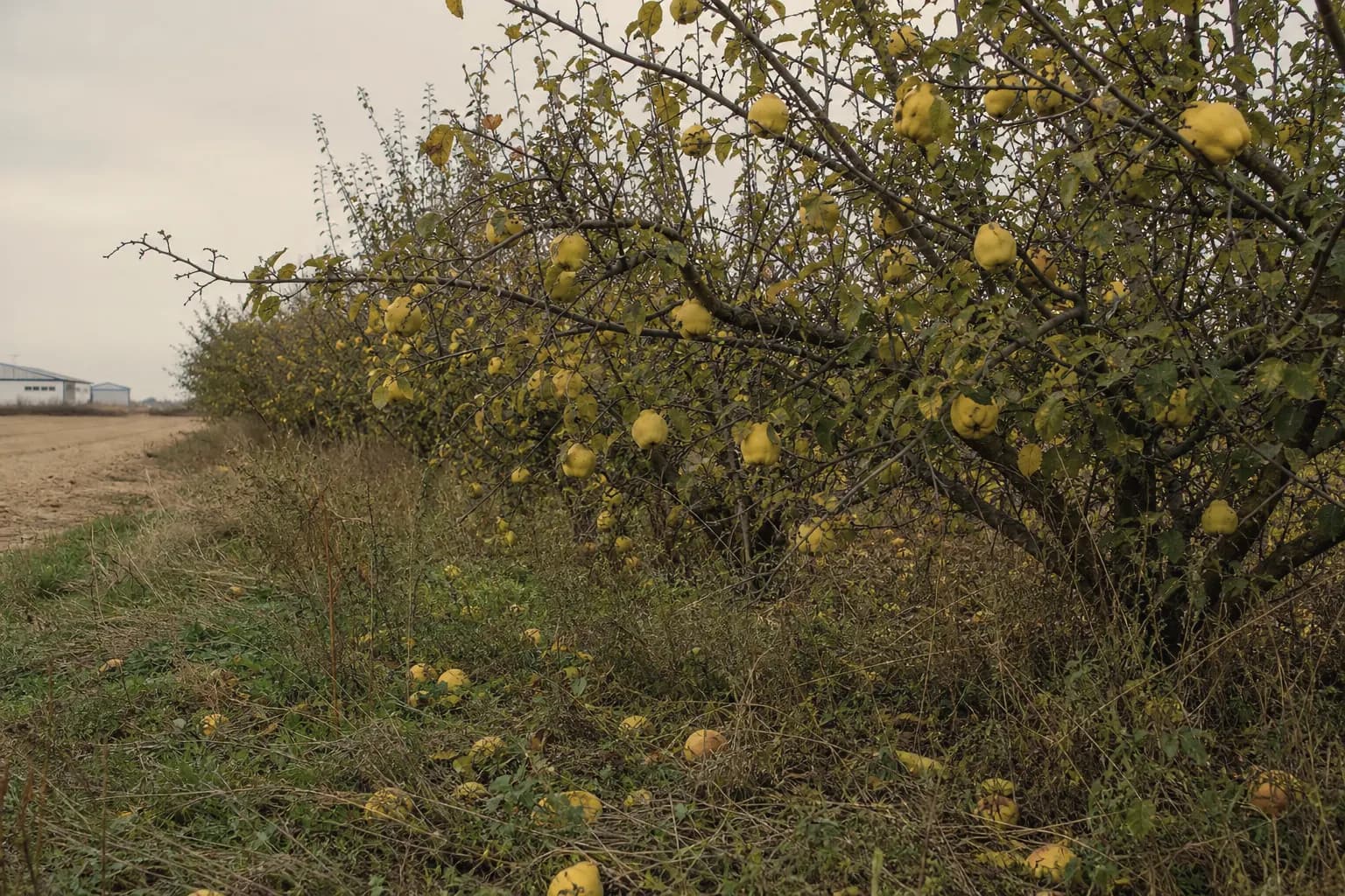 Twenty old quince trees heavy with fruit at the edge of the dairy