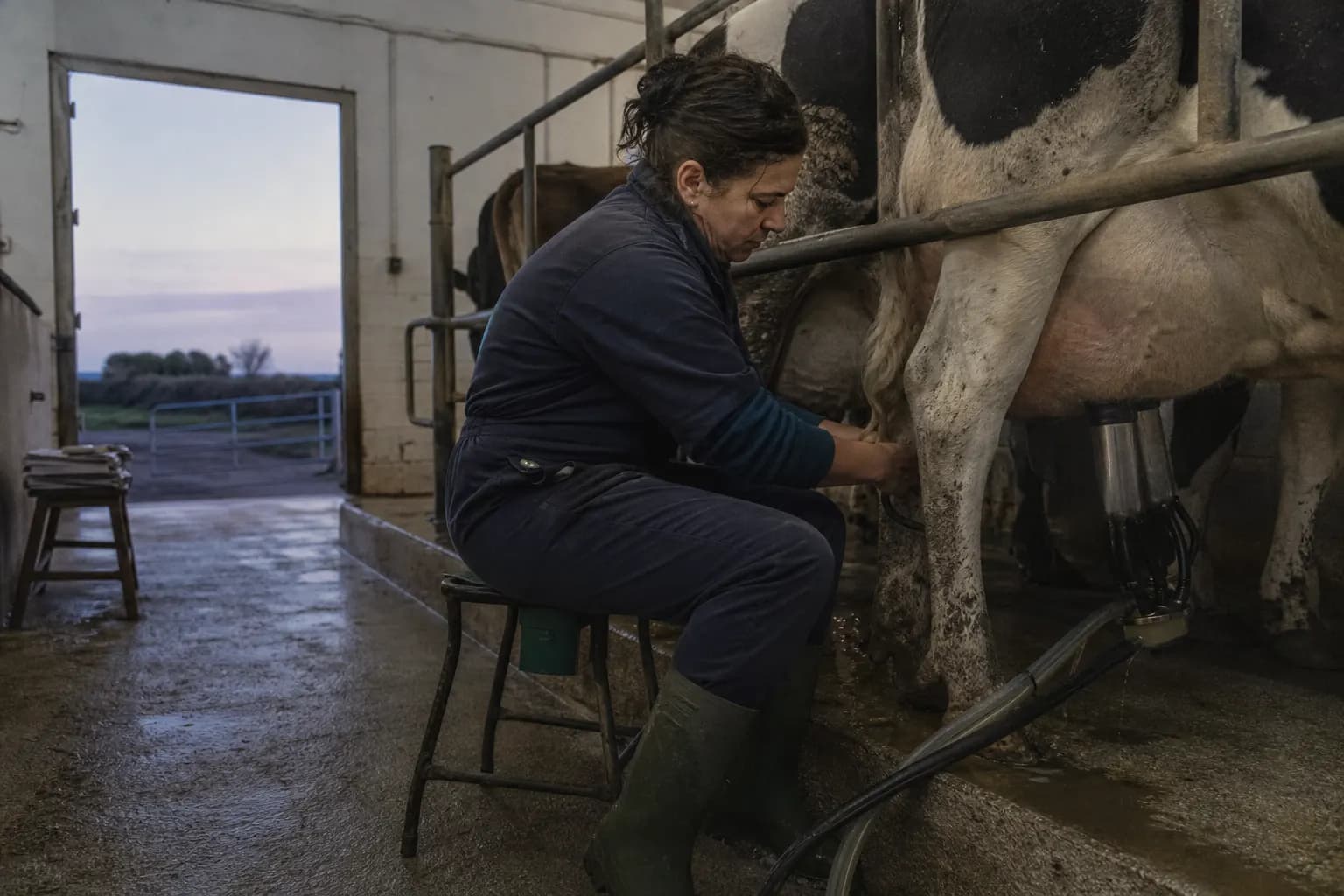 Joana Pons milking alone at dawn on her farm in Menorca