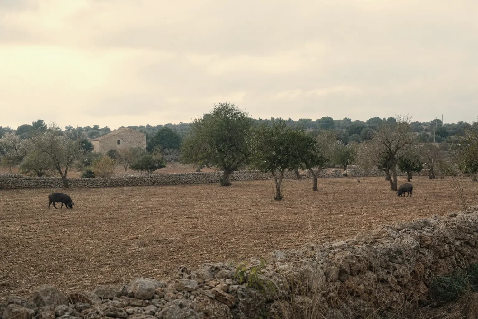 Two black pigs far apart in a wide field with carob trees and stone walls