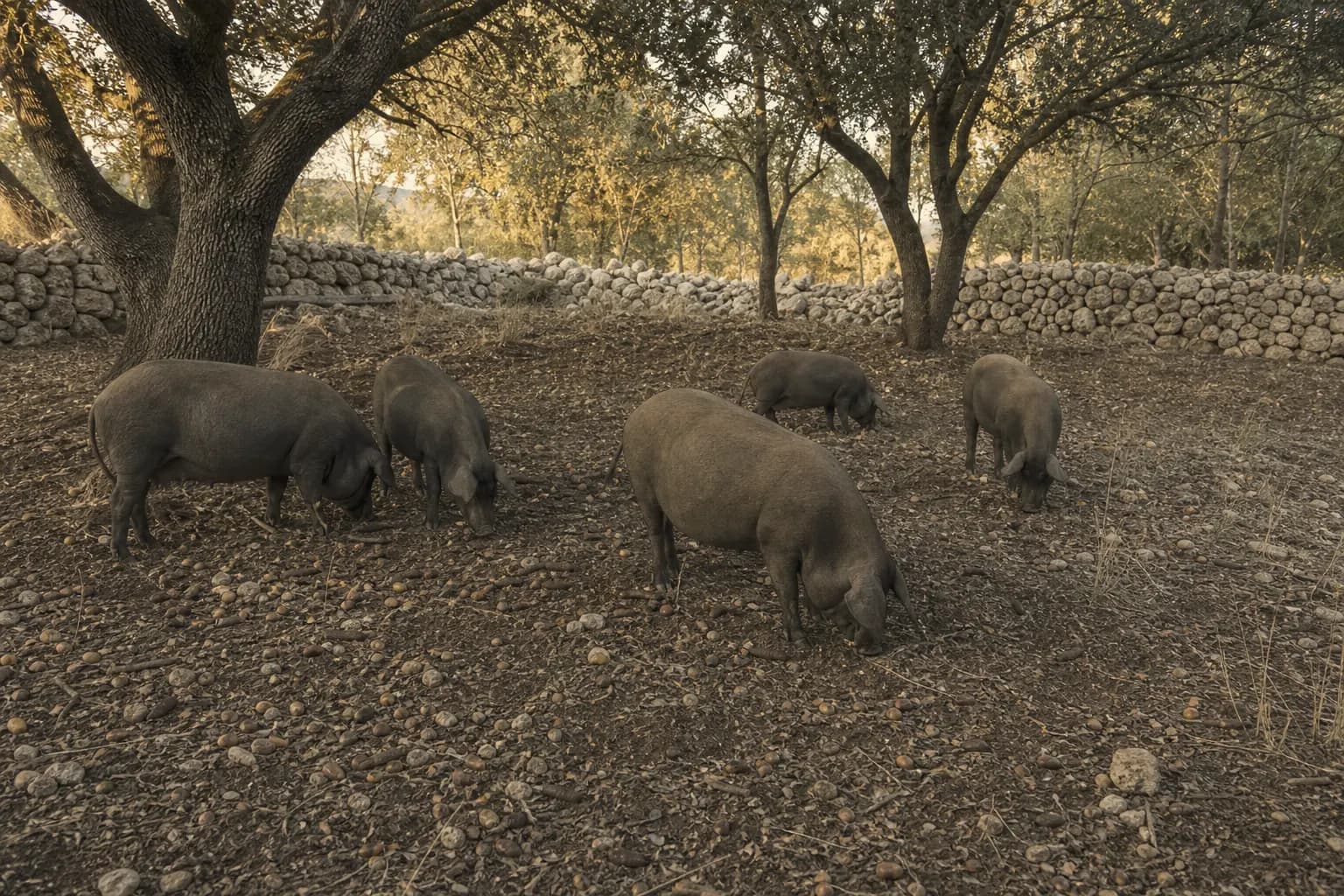 Black pigs eating acorns, figs and carob pods in the field