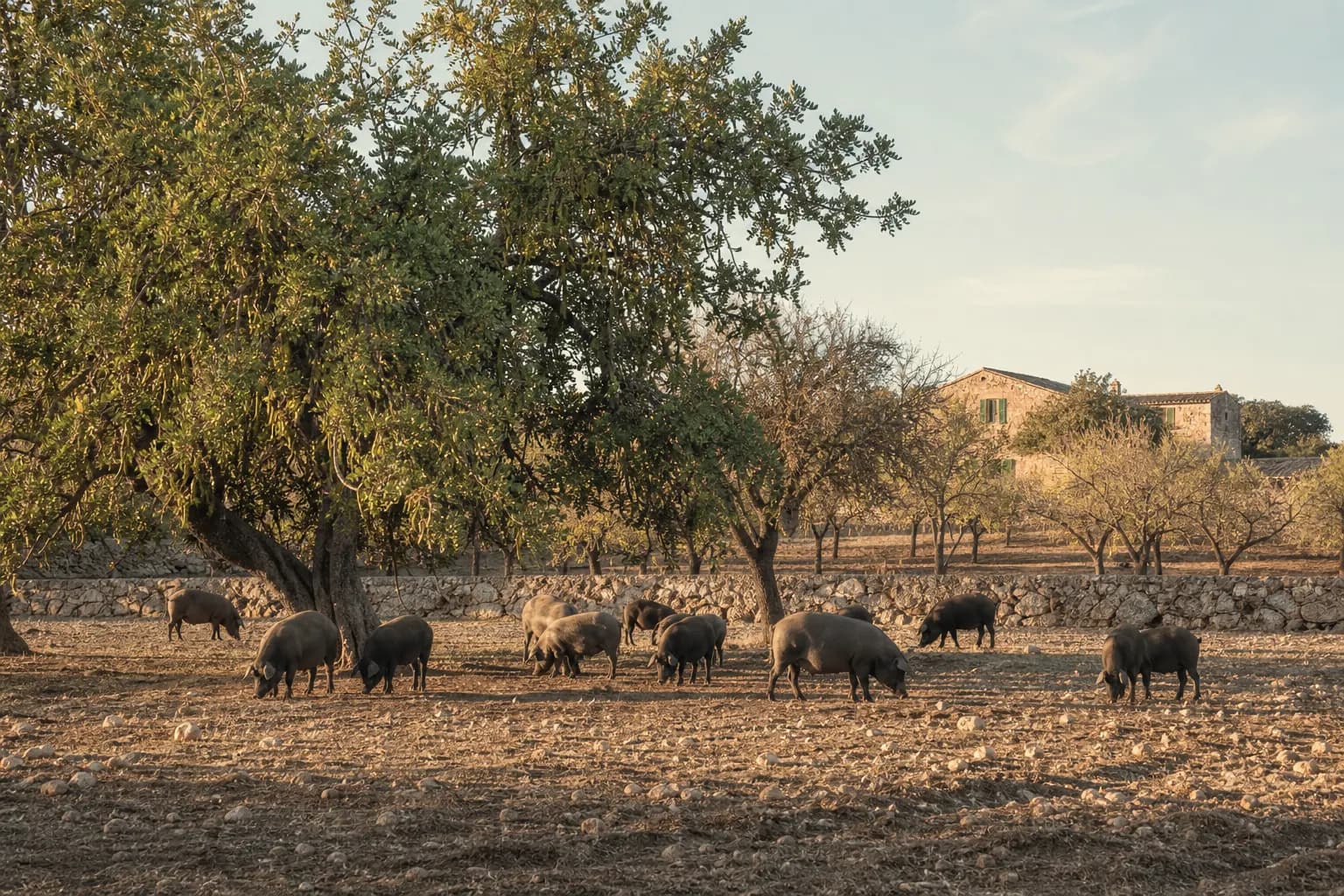 Black Mallorcan pigs roaming under carob and almond trees in Porreres