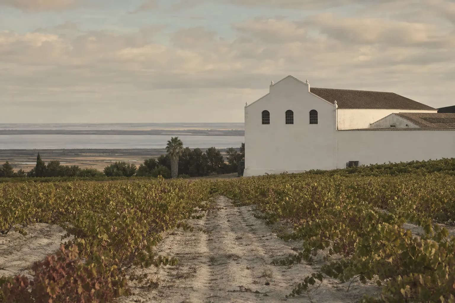 Chalk white vineyards and a whitewashed bodega near Sanlúcar de Barrameda