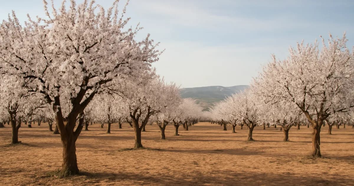 Almendros del Altiplano