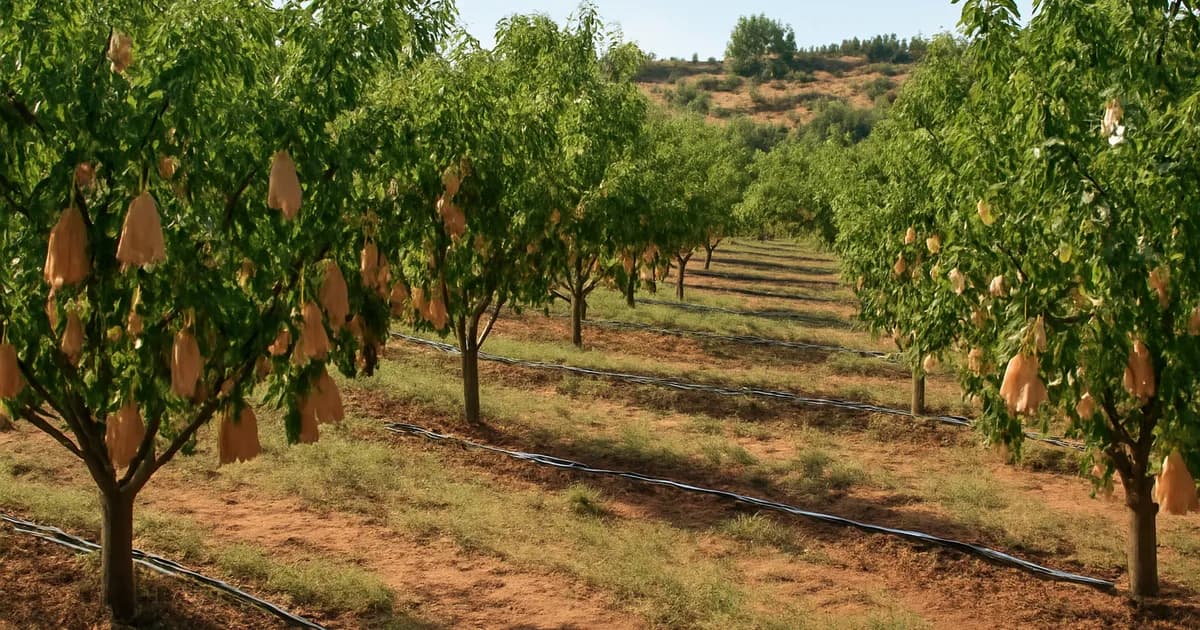 Frutales de Hueso del Bajo Aragón